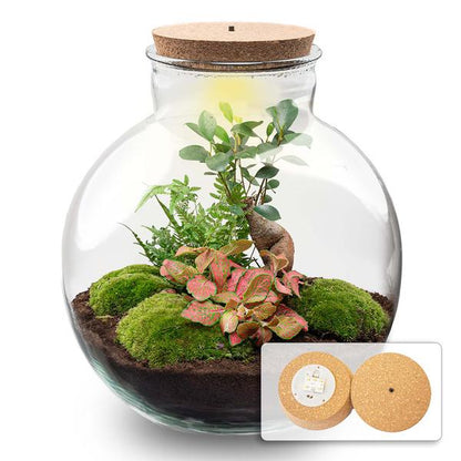 Bolder Bob Bonsai | Terrarium met LED lamp 1 - LushLeaf | Online planten bestellen