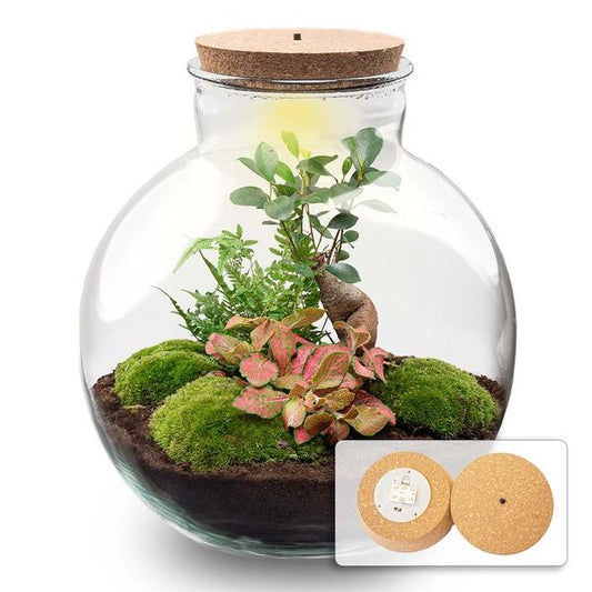 Bolder Bob Bonsai | Terrarium met LED lamp 1 - LushLeaf | Online planten bestellen