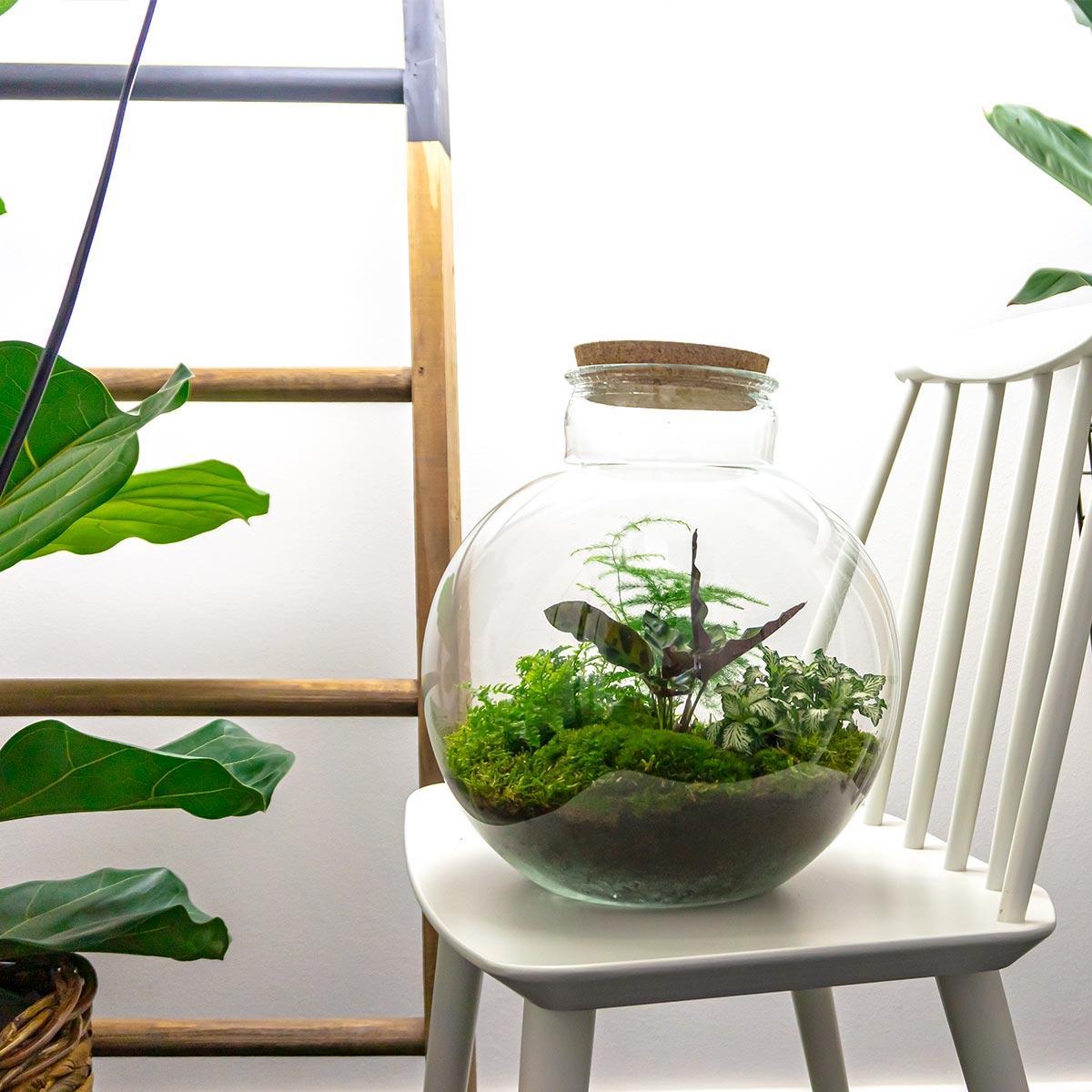 Bolder Bob | DIY terrarium 4 - LushLeaf | Online planten bestellen
