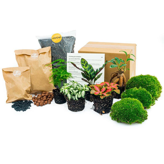 Bonsai - Planten terrarium pakket - Navulling & Startpakket | DIY 1 - LushLeaf | Online planten bestellen