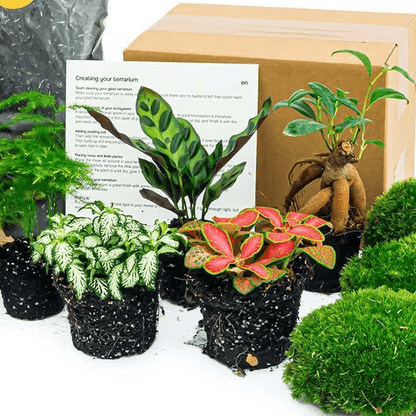 Bonsai - Planten terrarium pakket - Navulling & Startpakket | DIY 2 - LushLeaf | Online planten bestellen