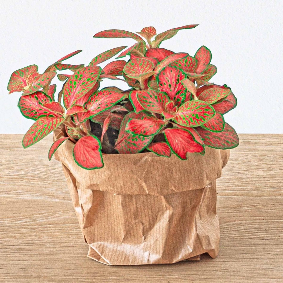 Bonsai - Planten terrarium pakket - Navulling & Startpakket | DIY 5 - LushLeaf | Online planten bestellen