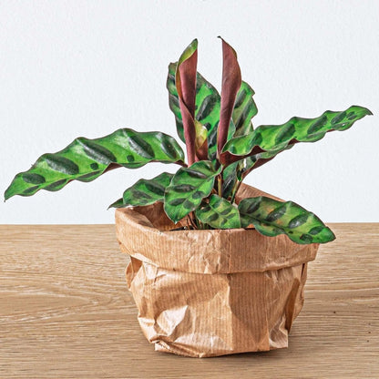Bonsai - Planten terrarium pakket - Navulling & Startpakket | DIY 6 - LushLeaf | Online planten bestellen