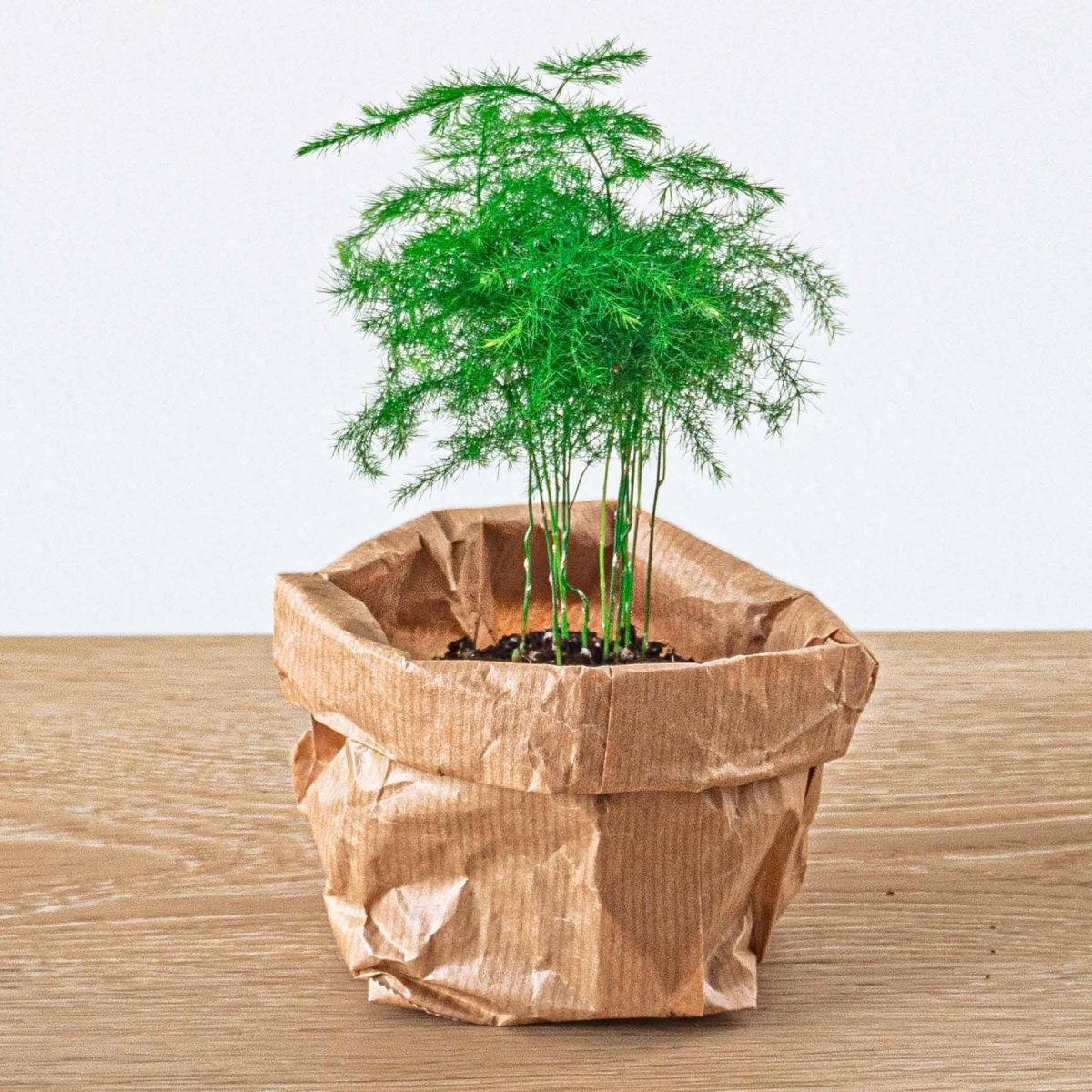 Bonsai - Planten terrarium pakket - Navulling & Startpakket | DIY 4 - LushLeaf | Online planten bestellen