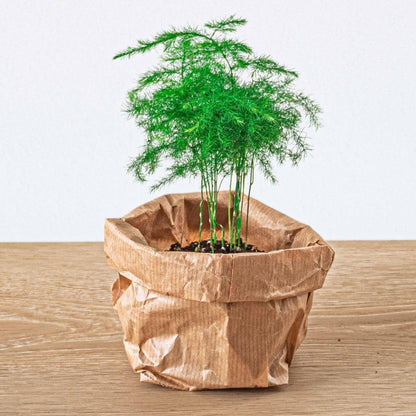 Bonsai - Planten terrarium pakket - Navulling & Startpakket | DIY 4 - LushLeaf | Online planten bestellen