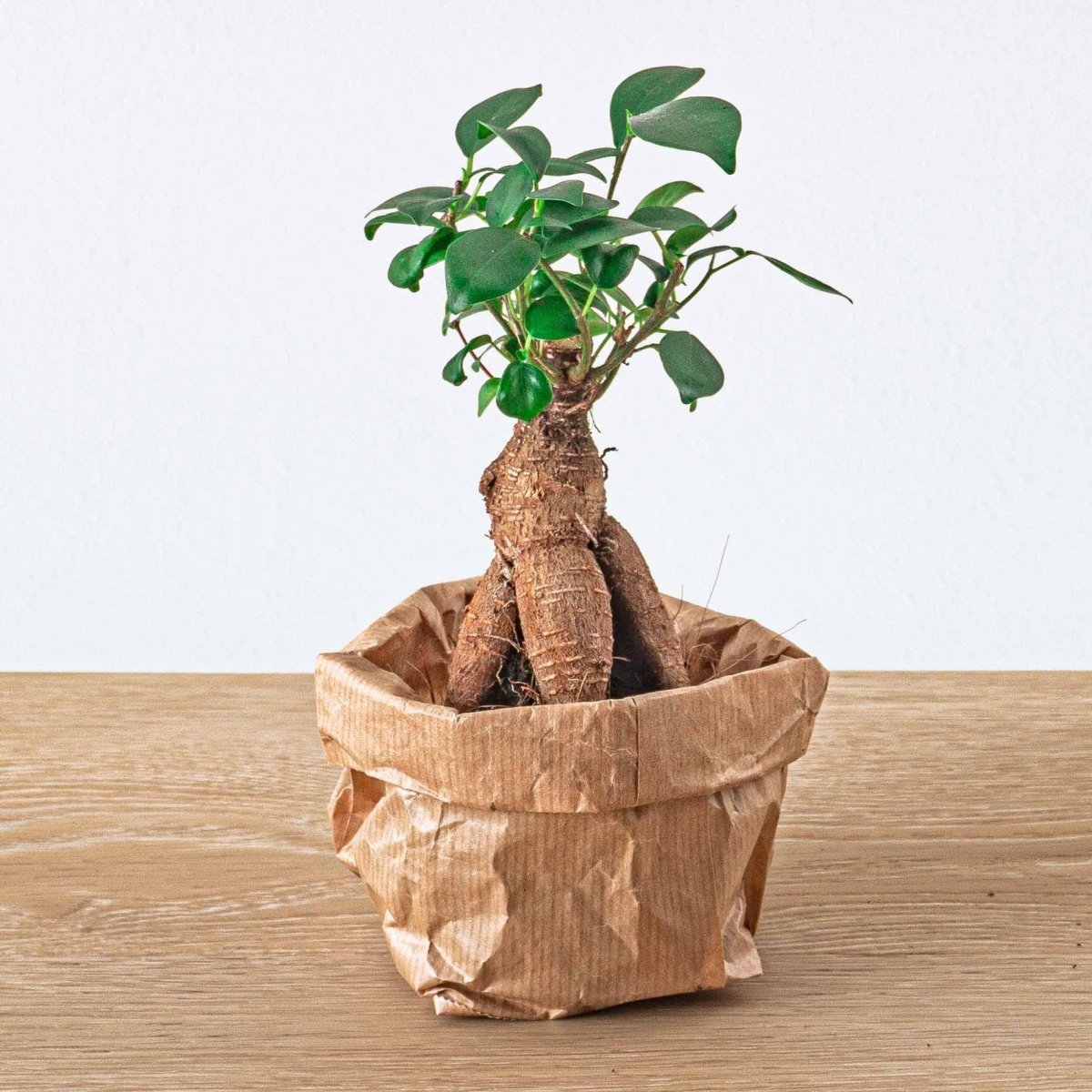 Bonsai - Planten terrarium pakket - Navulling & Startpakket | DIY 7 - LushLeaf | Online planten bestellen