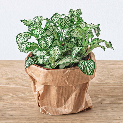 Bonsai - Planten terrarium pakket - Navulling & Startpakket | DIY 3 - LushLeaf | Online planten bestellen