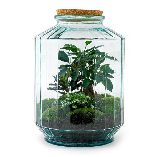 Botanical garden | DIY terrarium 1 - LushLeaf | Online planten bestellen