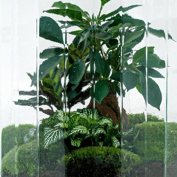 Botanical garden | DIY terrarium 2 - LushLeaf | Online planten bestellen