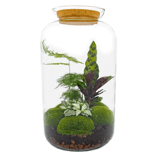 Botanical Sven | DIY terrarium 1 - LushLeaf | Online planten bestellen