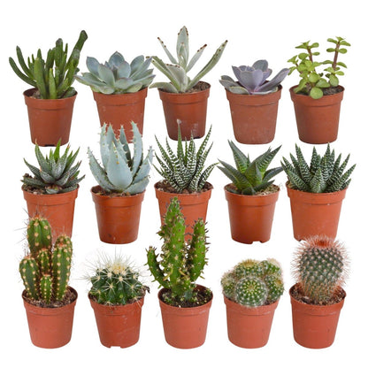 Cactus en vetplanten mix | 15 stuks 1 - LushLeaf | Online planten bestellen