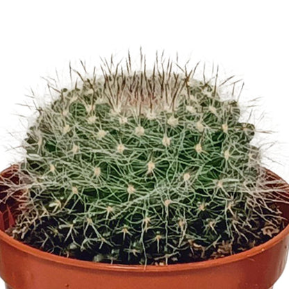 Cactus mix | 10 stuks 5 - LushLeaf | Online planten bestellen
