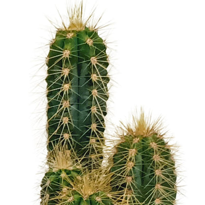 Cactus mix | 10 stuks 6 - LushLeaf | Online planten bestellen