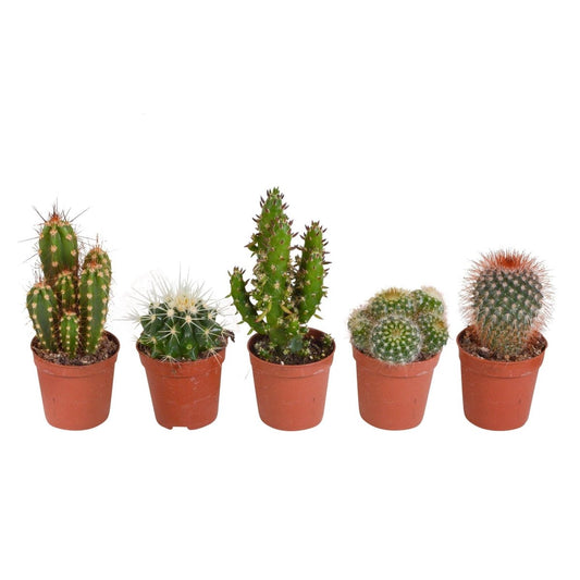 Cactus mix | 5 stuks 1 - LushLeaf | Online planten bestellen