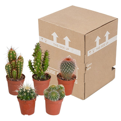Cactus mix | 5 stuks 5 - LushLeaf | Online planten bestellen