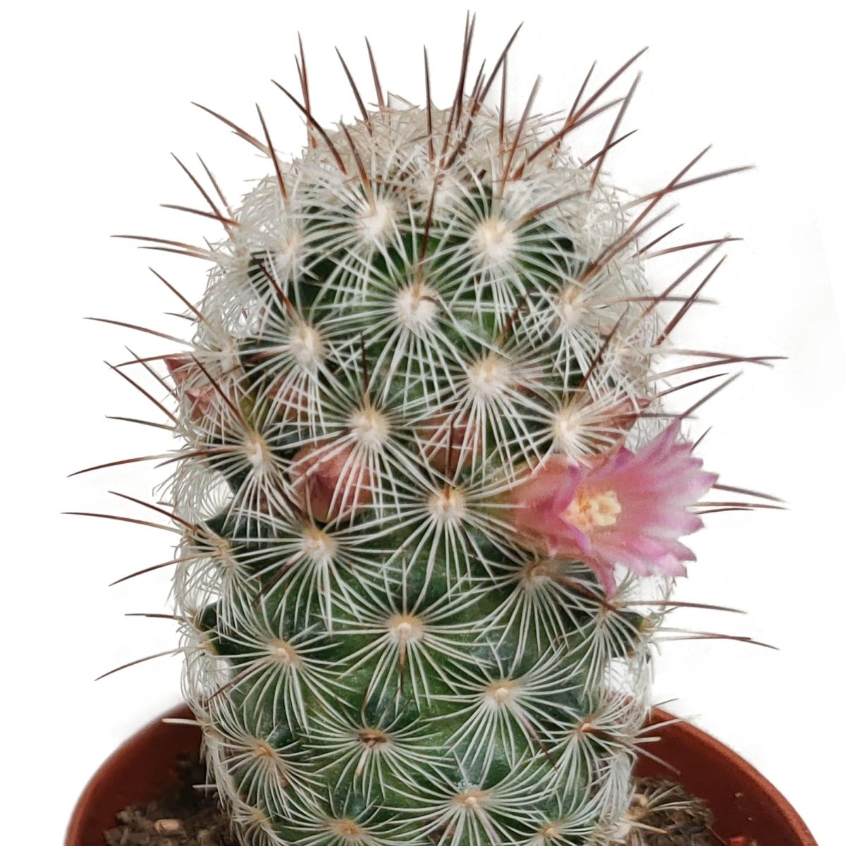 Cactus mix bloeiend | 5 stuks 5 - LushLeaf | Online planten bestellen