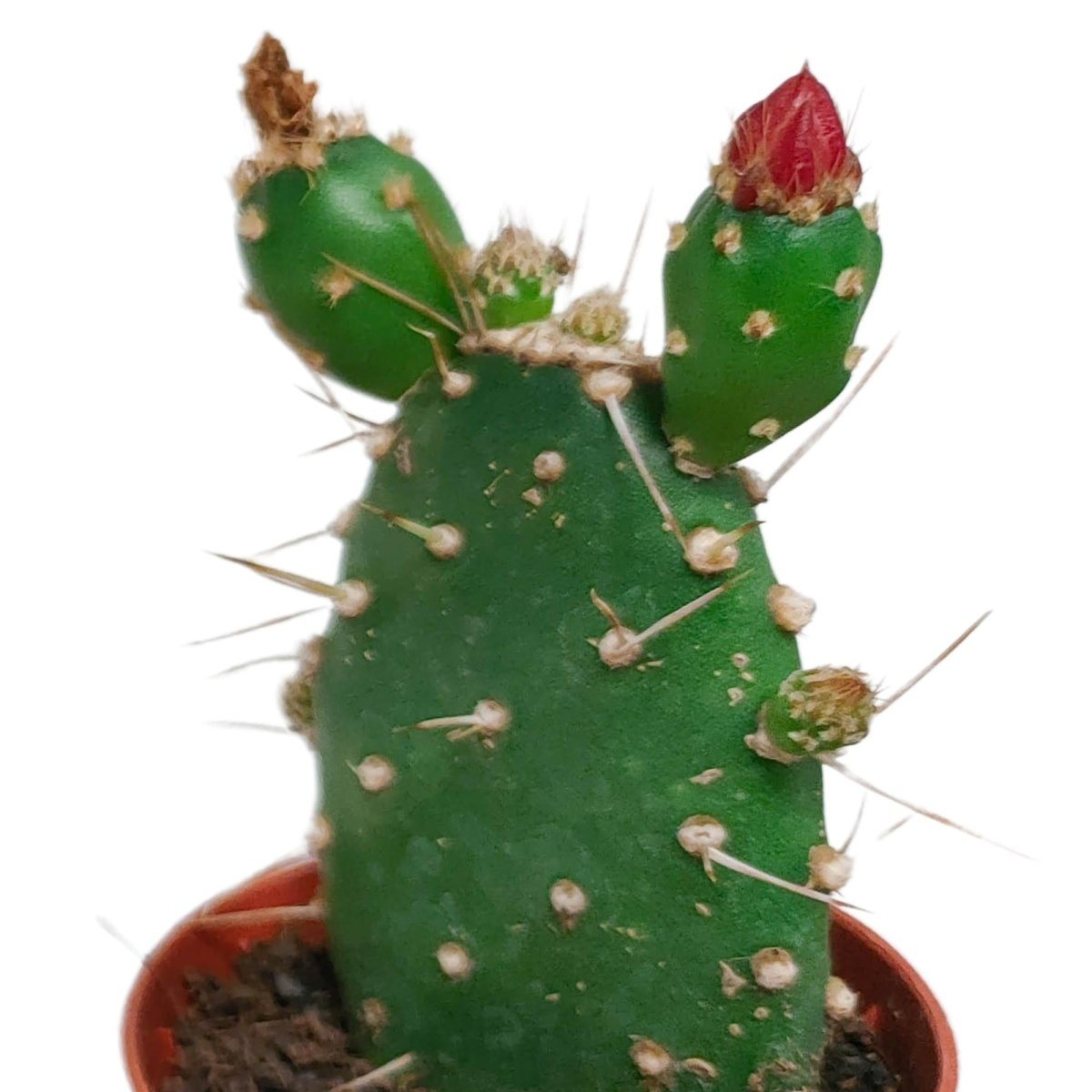 Cactus mix bloeiend | 5 stuks 3 - LushLeaf | Online planten bestellen