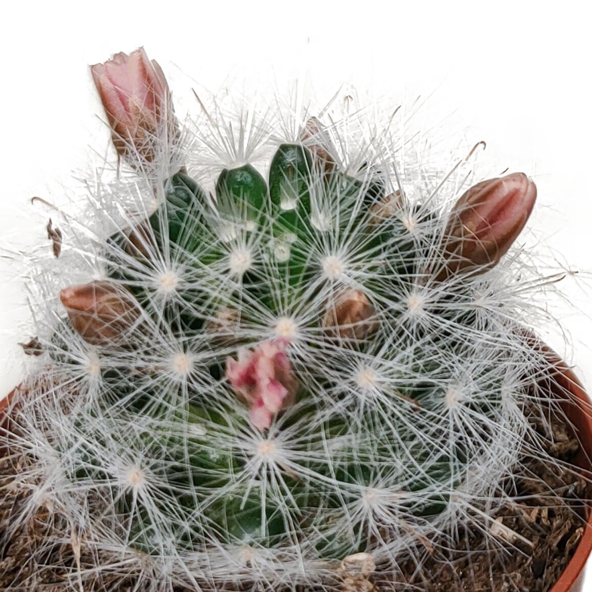 Cactus mix bloeiend | 5 stuks 4 - LushLeaf | Online planten bestellen