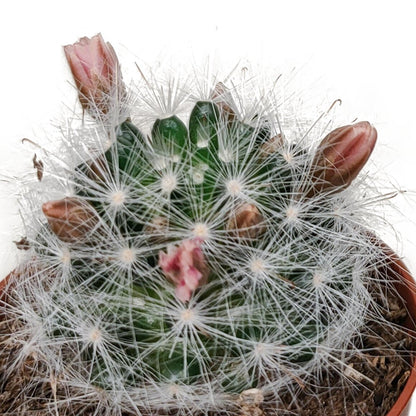 Cactus mix bloeiend | 5 stuks 4 - LushLeaf | Online planten bestellen