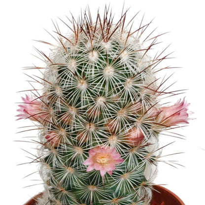 Cactus mix bloeiend | 5 stuks 2 - LushLeaf | Online planten bestellen
