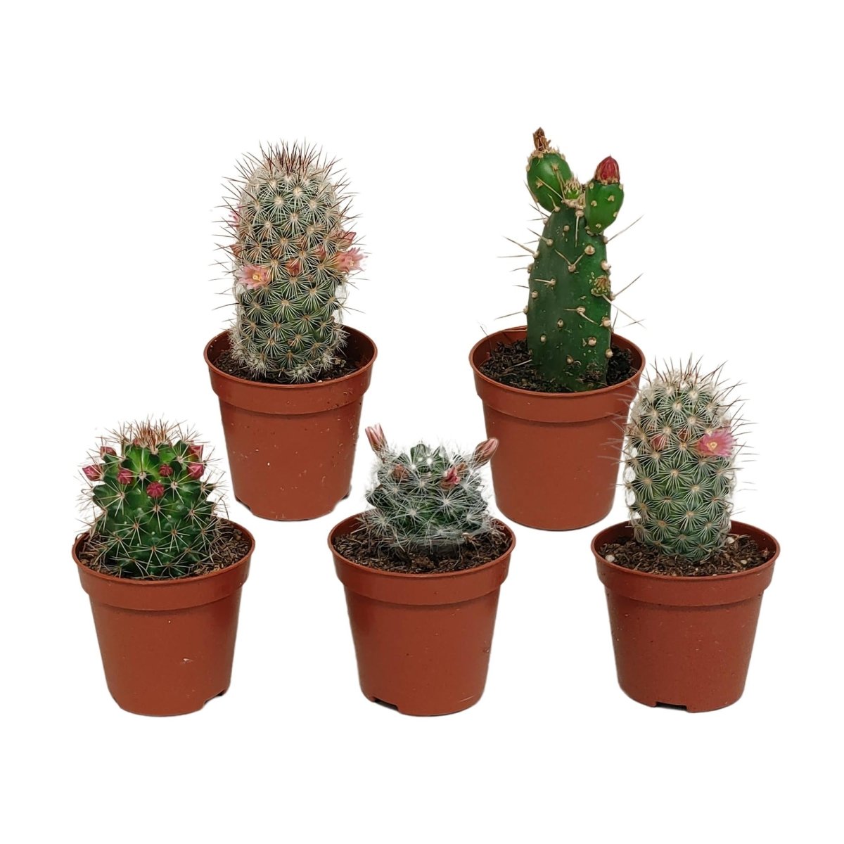 Cactus mix bloeiend | 5 stuks 1 - LushLeaf | Online planten bestellen