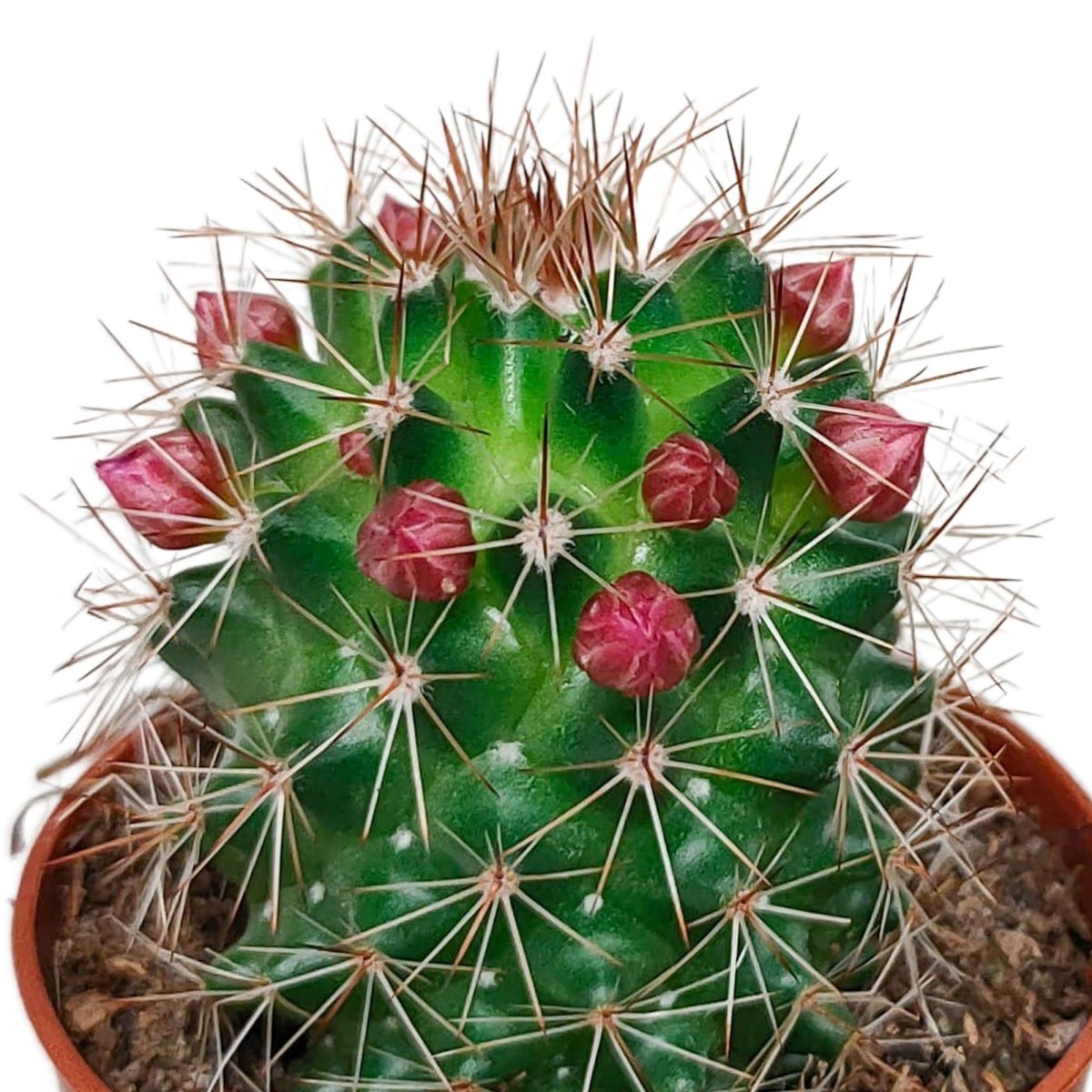 Cactus mix bloeiend | 5 stuks 6 - LushLeaf | Online planten bestellen