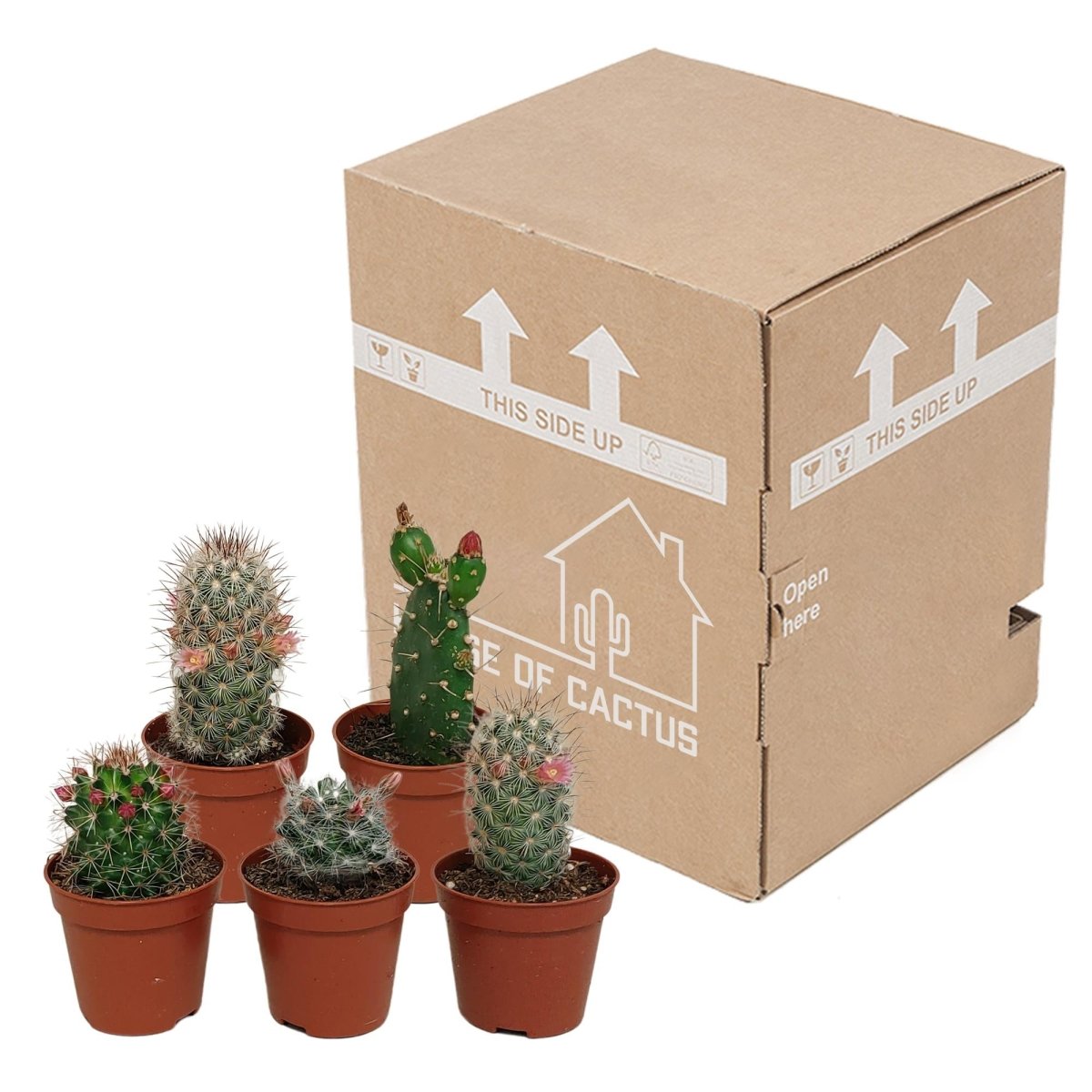 Cactus mix bloeiend | 5 stuks 7 - LushLeaf | Online planten bestellen