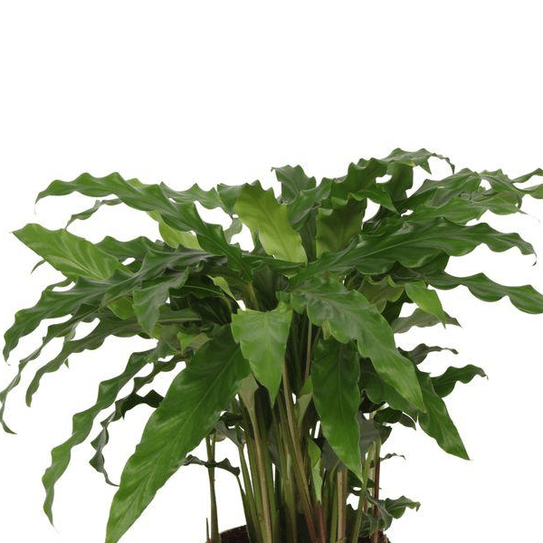 Calathea Bluegrass 2 - LushLeaf | Online planten bestellen