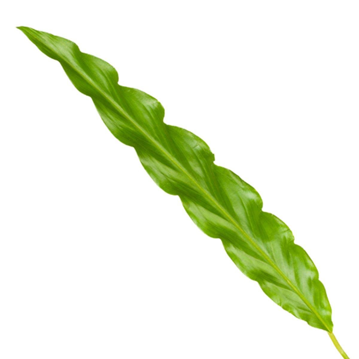 Calathea Bluegrass 3 - LushLeaf | Online planten bestellen