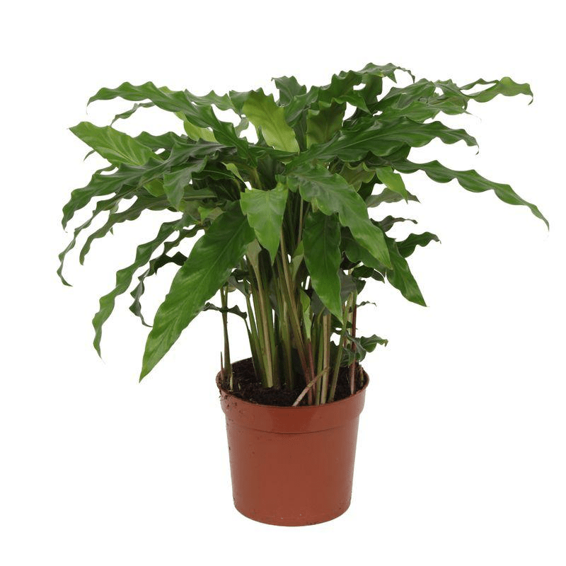 Calathea Bluegrass 1 - LushLeaf | Online planten bestellen