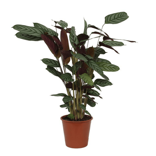 Calathea Compactstar 1 - LushLeaf | Online planten bestellen
