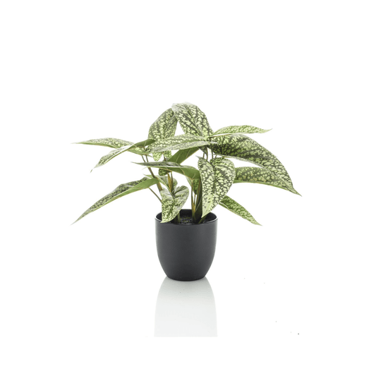 Calathea Dots - Schaduwplant | Kunstplant 1 - LushLeaf | Online planten bestellen