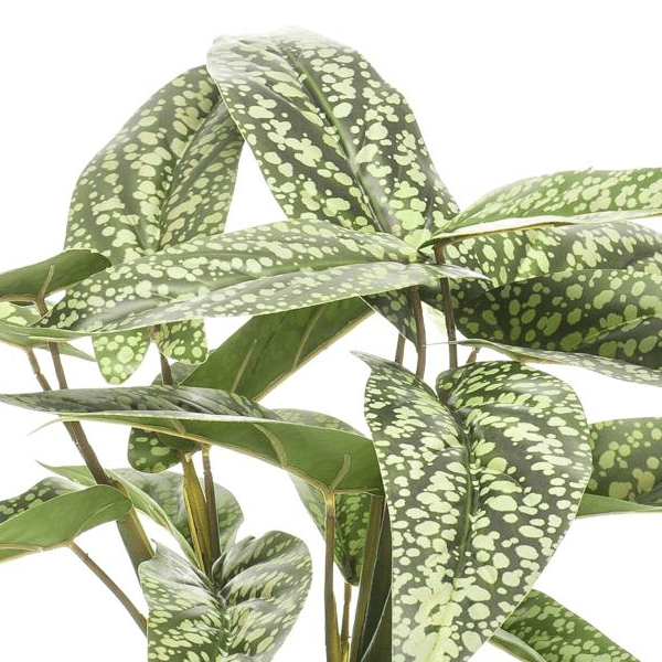 Calathea Dots - Schaduwplant | Kunstplant 2 - LushLeaf | Online planten bestellen