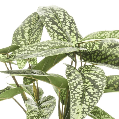 Calathea Dots - Schaduwplant | Kunstplant 2 - LushLeaf | Online planten bestellen