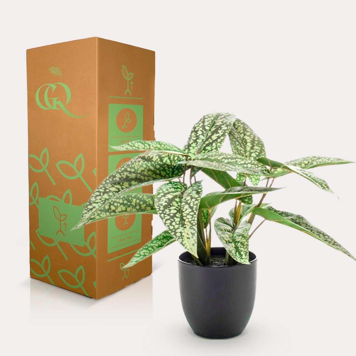 Calathea Dots - Schaduwplant | Kunstplant 4 - LushLeaf | Online planten bestellen