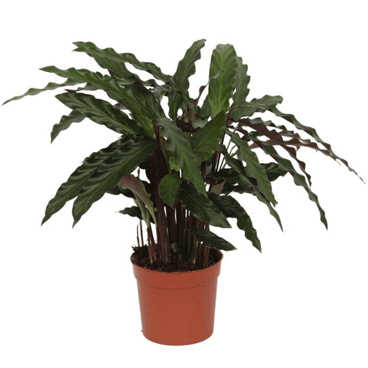 Calathea Elgergrass 1 - LushLeaf | Online planten bestellen