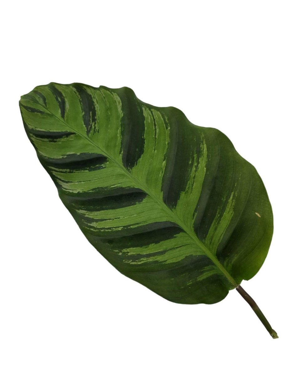 Calathea Greenstar 3 - LushLeaf | Online planten bestellen