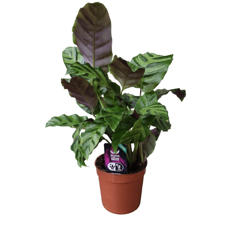 Calathea Greenstar 1 - LushLeaf | Online planten bestellen