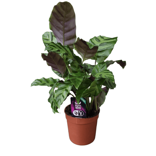 Calathea Greenstar 1 - LushLeaf | Online planten bestellen