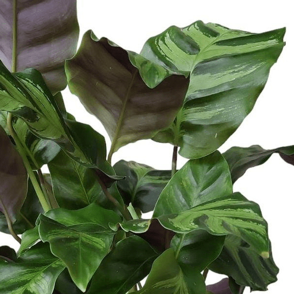 Calathea Greenstar 2 - LushLeaf | Online planten bestellen