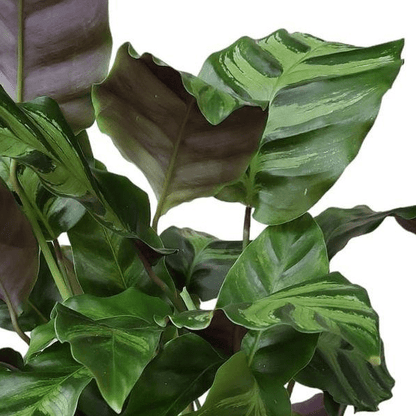 Calathea Greenstar 2 - LushLeaf | Online planten bestellen
