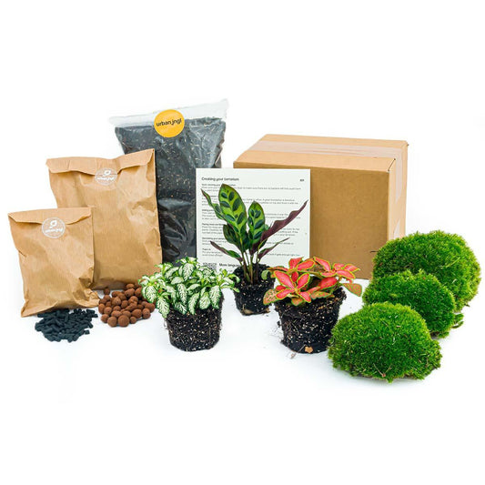 Calathea Lancifolia - Planten terrarium pakket - Navulling & Startpakket | DIY 1 - LushLeaf | Online planten bestellen