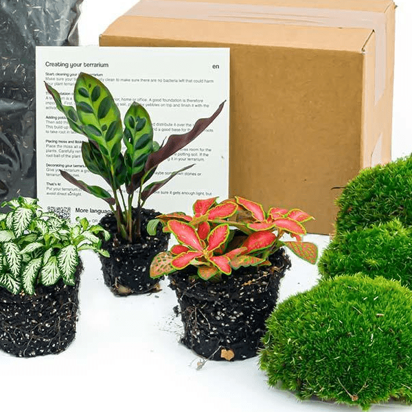 Calathea Lancifolia - Planten terrarium pakket - Navulling & Startpakket | DIY 2 - LushLeaf | Online planten bestellen