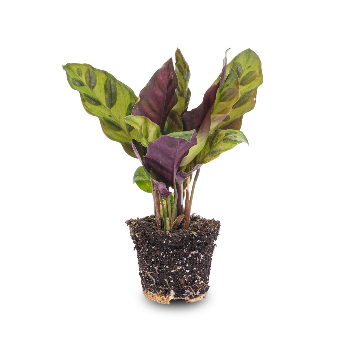 Calathea Lancifolia | Terrarium plant 3 - LushLeaf | Online planten bestellen