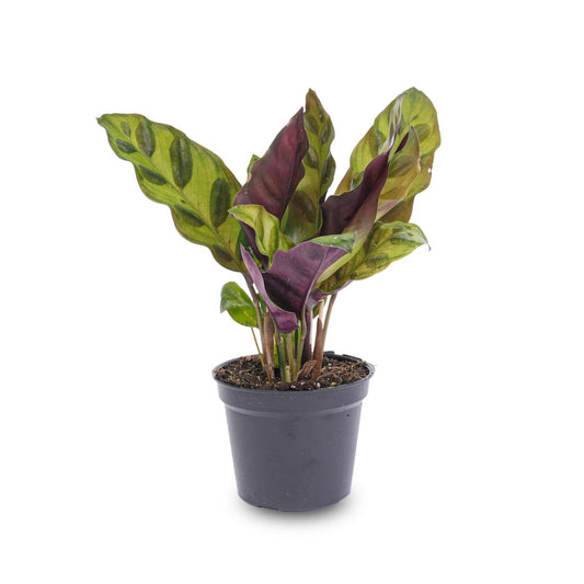 Calathea Lancifolia | Terrarium plant 1 - LushLeaf | Online planten bestellen