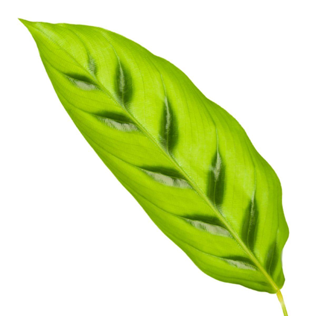 Calathea Leopardina 3 - LushLeaf | Online planten bestellen