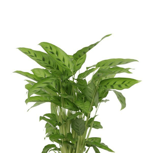 Calathea Leopardina 2 - LushLeaf | Online planten bestellen