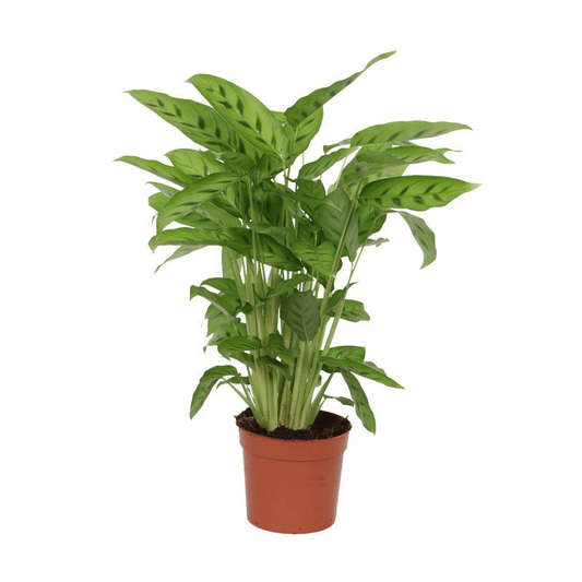 Calathea Leopardina 1 - LushLeaf | Online planten bestellen