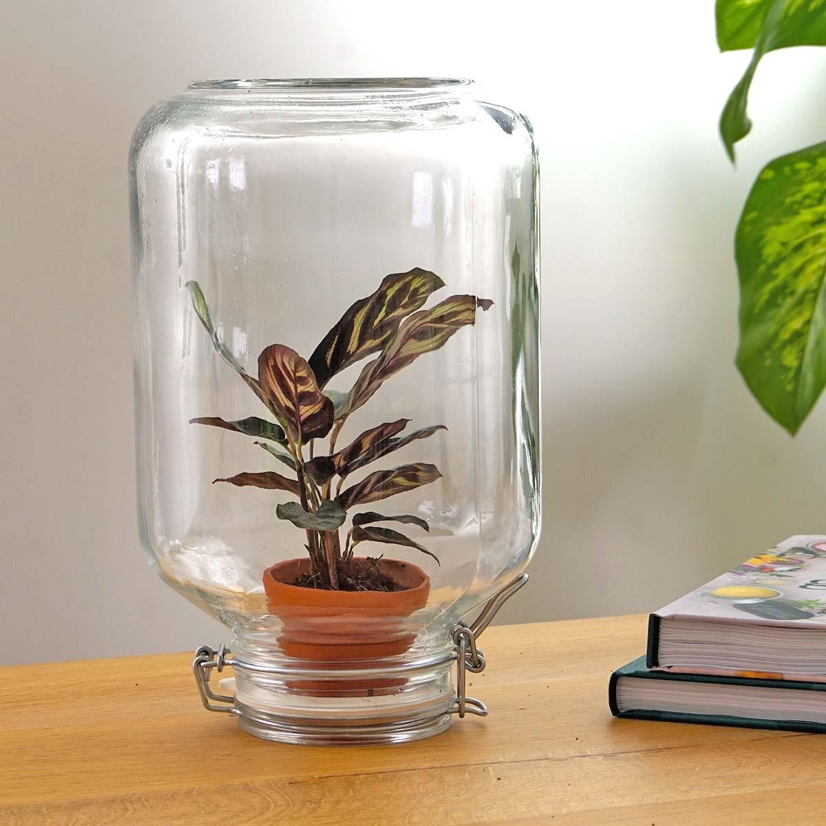 Calathea makoyana | Easyplant 3 - LushLeaf | Online planten bestellen