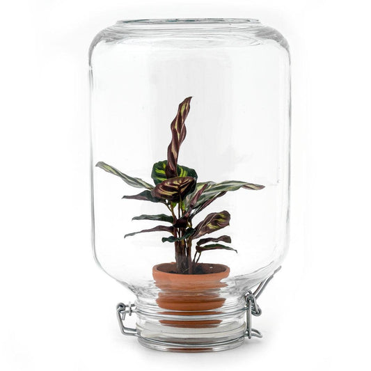 Calathea makoyana | Easyplant 1 - LushLeaf | Online planten bestellen